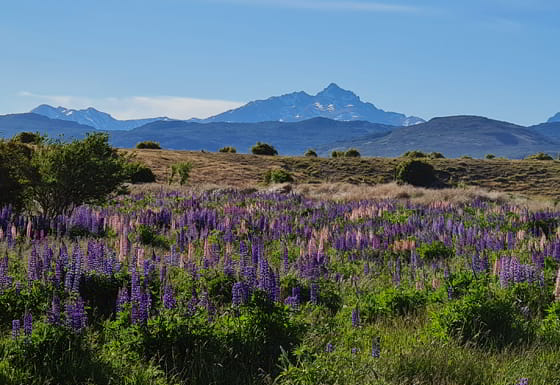 Los Ñires - Lotes en Río Pico